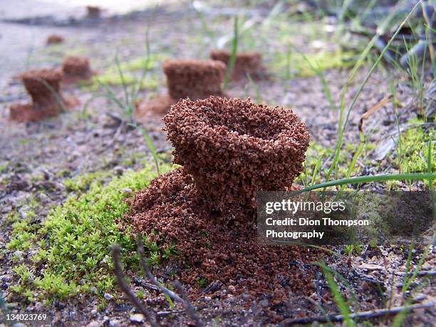 Anthills, Foto de stock