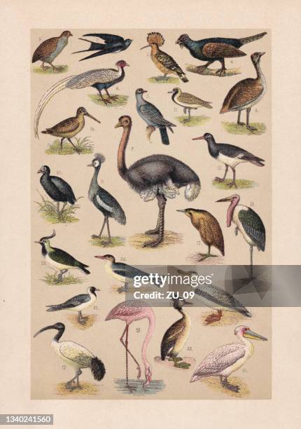 illustrations, cliparts, dessins animés et icônes de oiseaux, chromolithographie, publié en 1889 - échassier