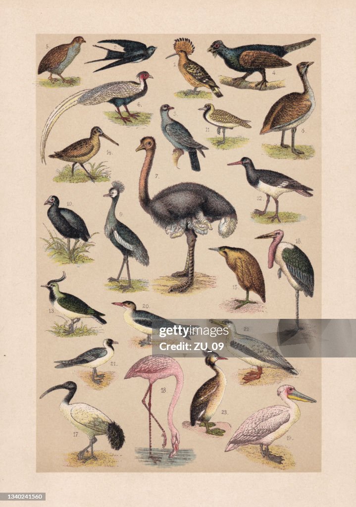 Birds, chromolithograph, published in 1889