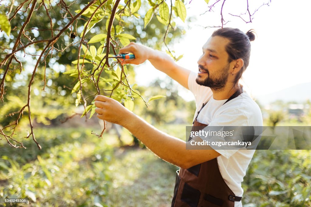 Young man pruning ripe olives from olive tree