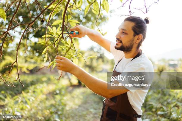 young man pruning ripe olives from olive tree - olive tree farm stock pictures, royalty-free photos & images