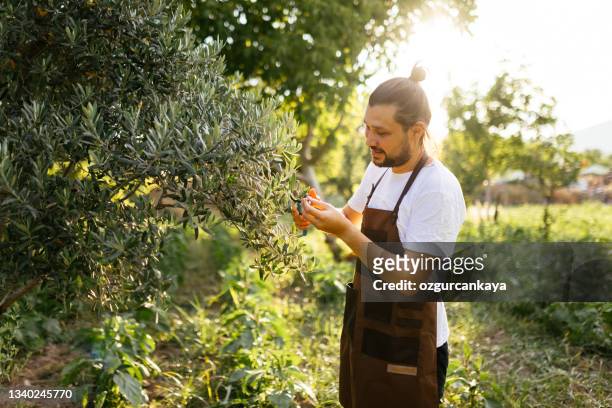 giovane che raccolta a mano le olive mature dall'olivo - olive tree foto e immagini stock