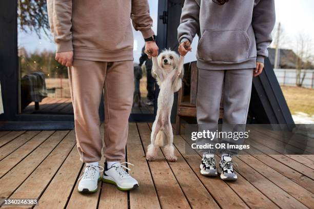 low section of couple standing with with dog on terrace holding his paws - woman jogging pants stock pictures, royalty-free photos & images