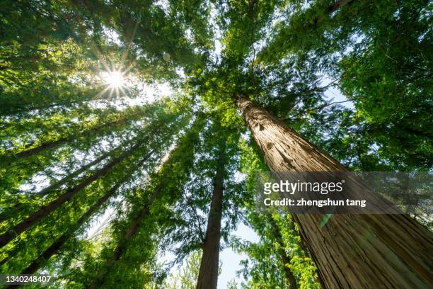 under the tall trees - directly below tree stock-fotos und bilder