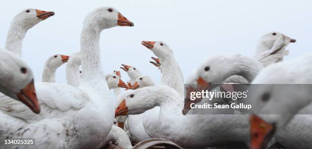 Domestic geese sip water on an open field at the Oekohof Kuhhorst organic farm near Berlin on November 24, 2011 in Kuhhorst, Germany. Goose is the...