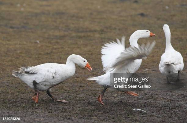 One goose snaps at another on an open field at the Oekohof Kuhhorst organic farm near Berlin on November 24, 2011 in Kuhhorst, Germany. Goose is the...