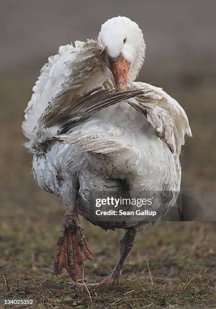 Domestic goose preens its feathers on an open field at the Oekohof Kuhhorst organic farm near Berlin on November 24, 2011 in Kuhhorst, Germany. Goose...