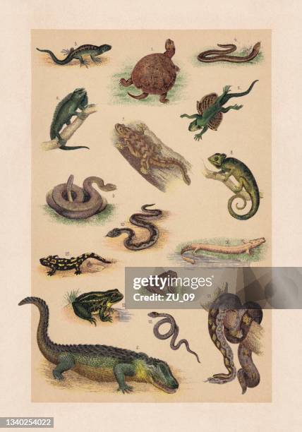 ilustraciones, imágenes clip art, dibujos animados e iconos de stock de reptiles; cromolitografía, publicada en 1889 - reptile