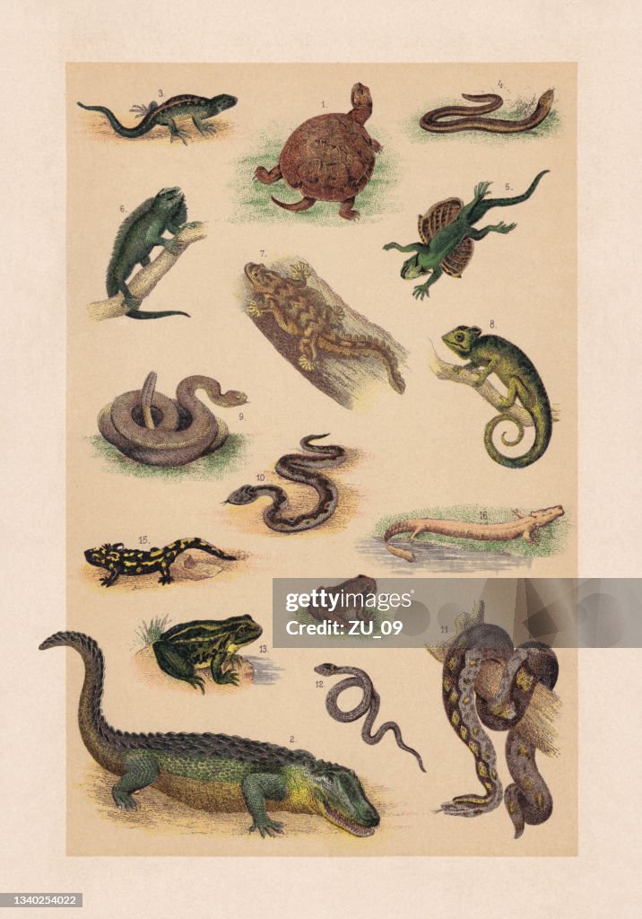 Reptiles; chromolithograph, published in 1889