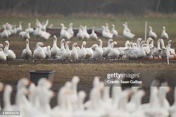 Domestic geese walk across an open field at the Oekohof Kuhhorst organic farm near Berlin on November 24, 2011 in Kuhhorst, Germany. Goose is the...