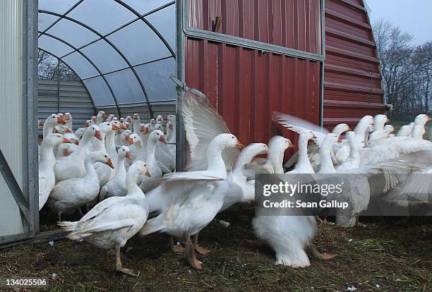 Domestic geese emerge from their enclosure in the morning at the Oekohof Kuhhorst organic farm near Berlin on November 24, 2011 in Kuhhorst, Germany....