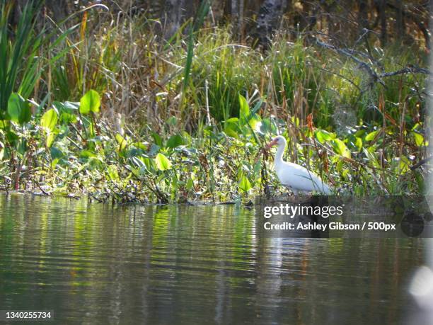 the scenery of wetland,florida,united states,usa - rivier gras oever stockfoto's en -beelden