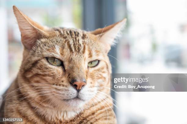 headshot of bengal cat looking at your camera. bengals take their name from the asian leopard cat’s scientific name, felis bengalensis. - gato bengala fotografías e imágenes de stock