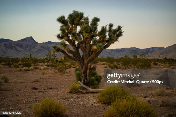 trees on field against clear sky,beaver dam,arizona,united states,usa - beaver dam stock pictures, royalty-free photos & images