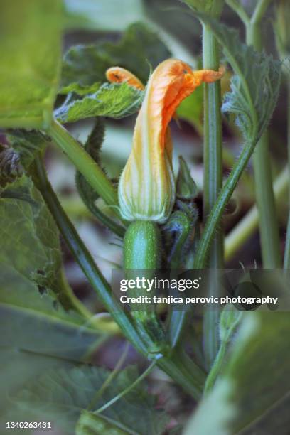 zucchini plant bud in garden - courgette stock pictures, royalty-free photos & images