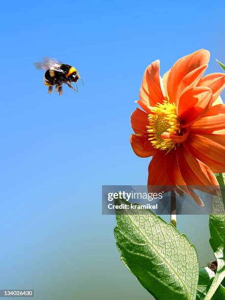 beez attack - bumblebee stock pictures, royalty-free photos & images