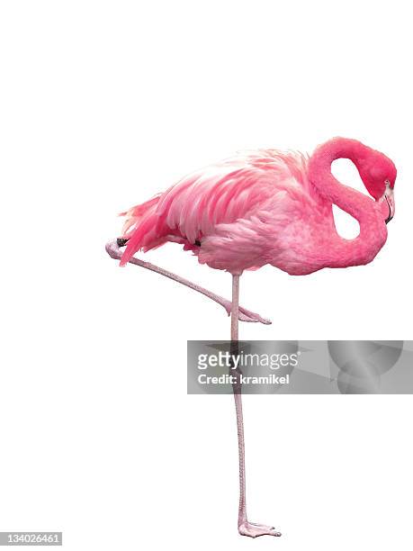 picture of pink flamingo sleeping on one leg - flamingos stock pictures, royalty-free photos & images