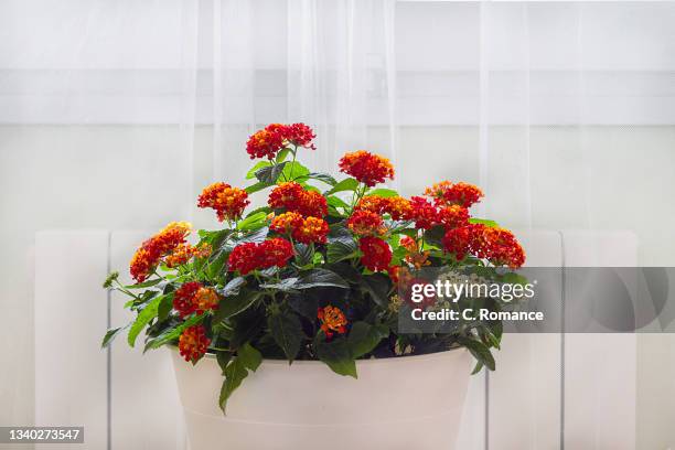 lantana in white pot - lantana stock pictures, royalty-free photos & images