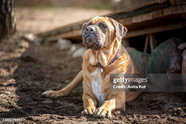 portrait of a tosa inu dog - mastiff stock-fotos und bilder