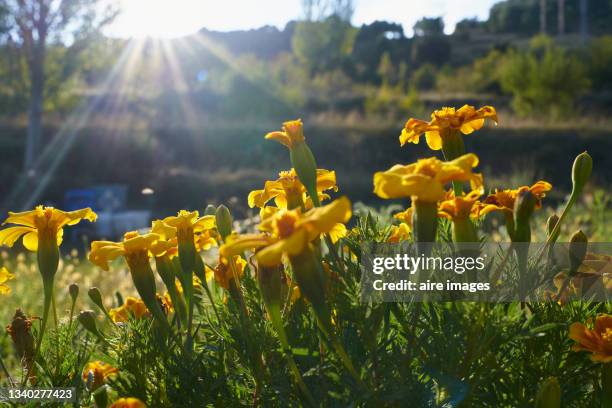 side view of coreopsis lanceolata flower field under sunny sky - coreopsis lanceolata stock pictures, royalty-free photos & images