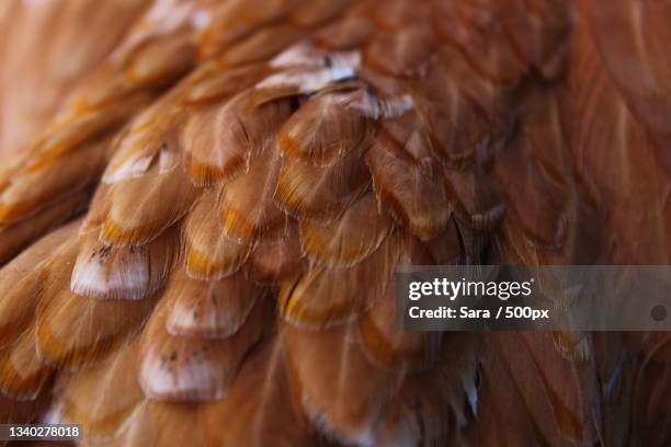 close-up of eagle - chicken feathers stock pictures, royalty-free photos & images