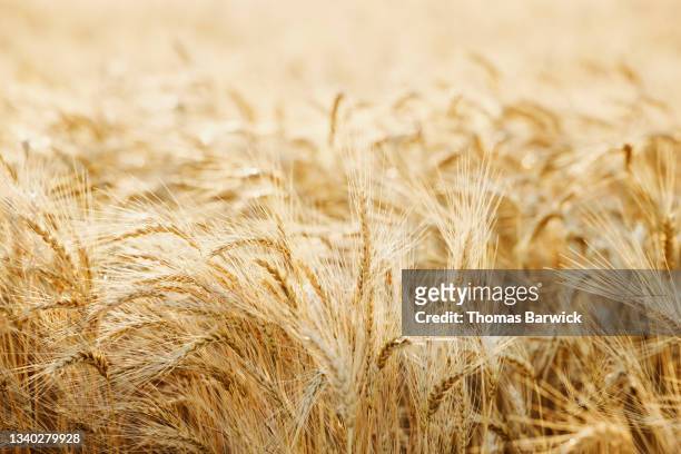 Close up shot of mature wheat field on summer morning