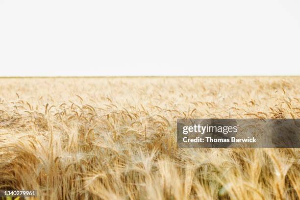 medium close up shot of mature wheat field on summer morning - air quality stock pictures, royalty-free photos & images