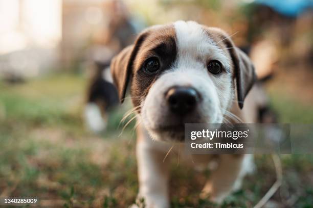 he is always down for playtme - hondje stockfoto's en -beelden