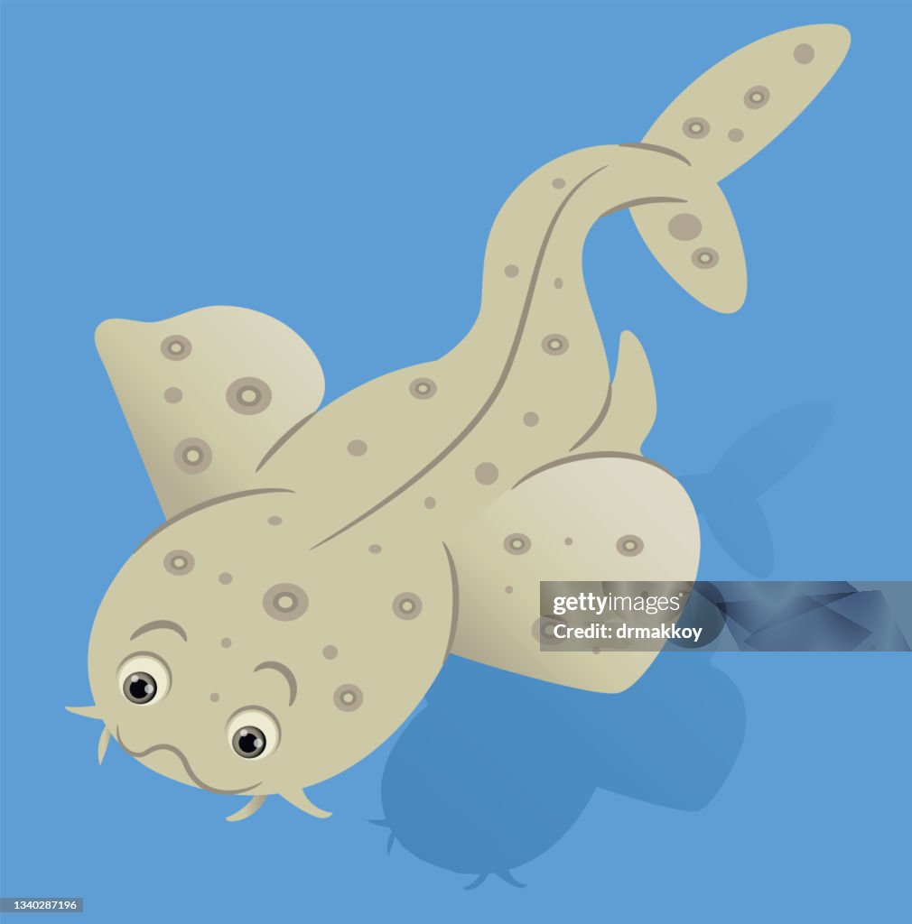 Angular Angel Shark