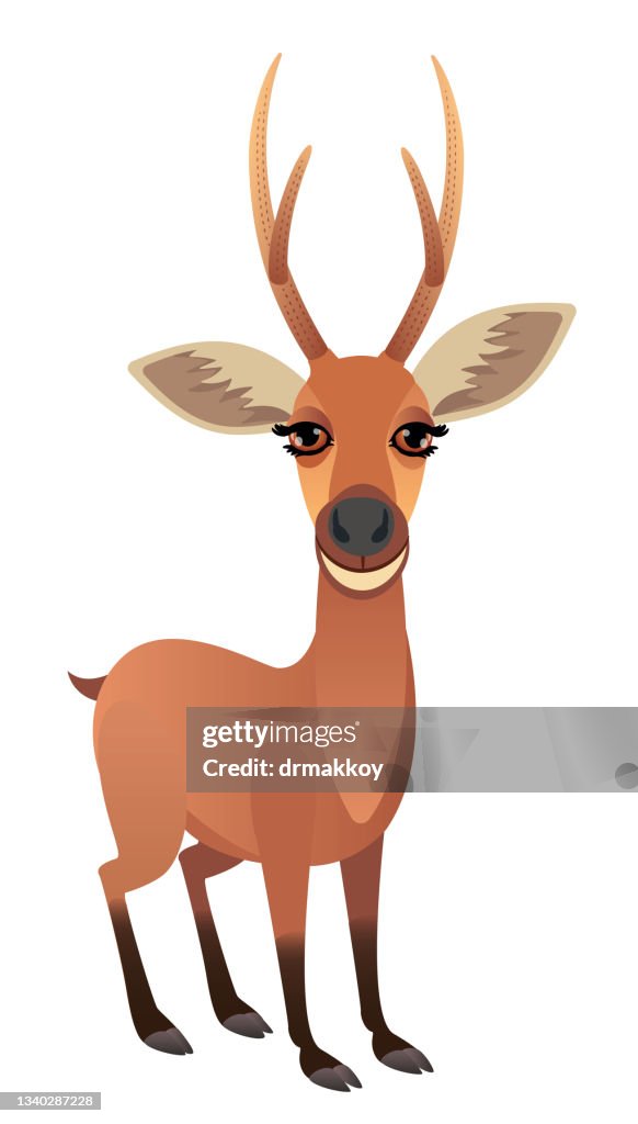 Marsh Deer (Blastocerus dichotomus)