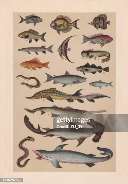 stockillustraties, clipart, cartoons en iconen met freshwater and saltwater fish, chromolithograph, published in 1889 - electric eel