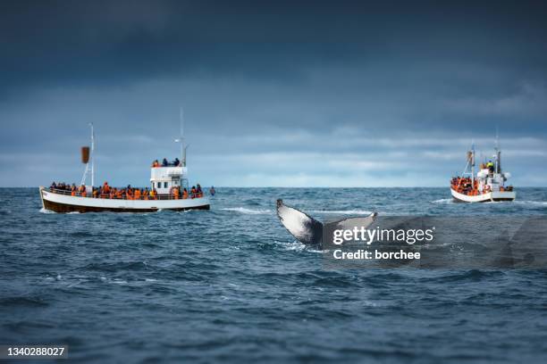 whale watching in iceland - whale watching stock pictures, royalty-free photos & images