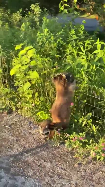 8 Week Raccoon 44 Raccoon Babies Stock Videos, Footage, & 4K Video Clips - Getty Images