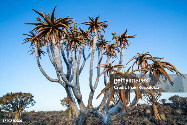 quiver tree - iñaki respaldiza stock pictures, royalty-free photos & images