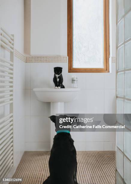 dog looks up at a young cat who sits in a bathroom sink - domestic cat stalking stock pictures, royalty-free photos & images