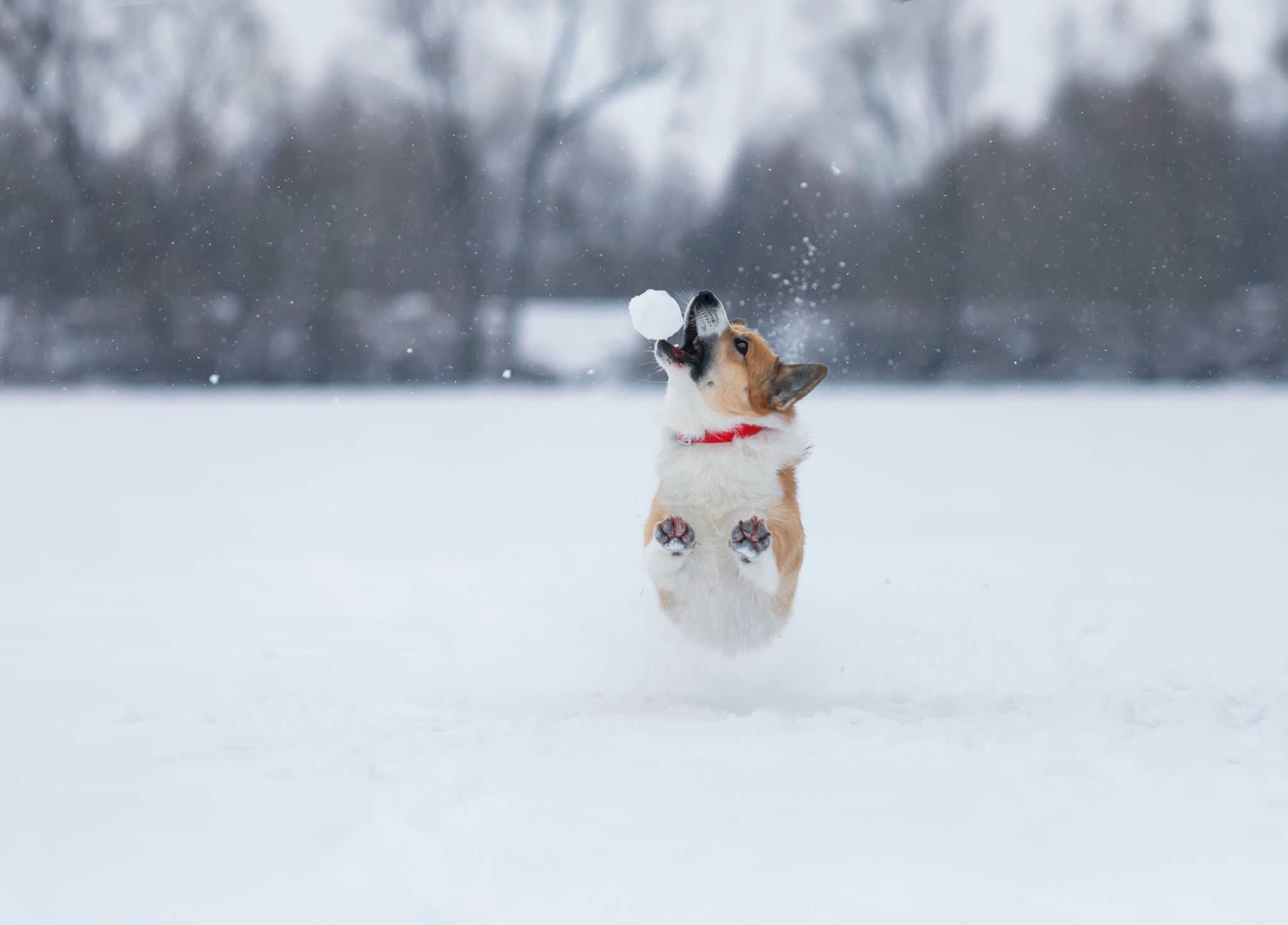snowy park dog