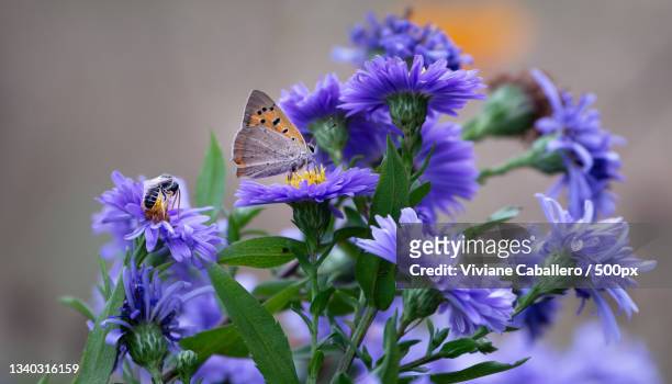 close-up of butterfly pollinating on purple flower,france - viviane caballero stockfoto's en -beelden
