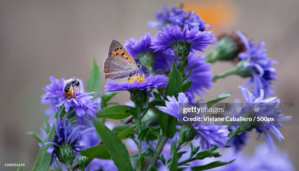 Close-up of butterfly pollinating on purple flower,France