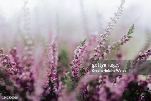 heather - ling imagens e fotografias de stock