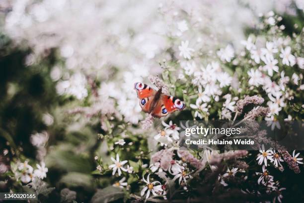 butterfly in white flowers - vanessa atalanta stock pictures, royalty-free photos & images