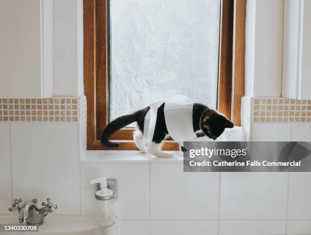 cute kitten plays with a toilet roll on a bathroom windowsill - pet death stock pictures, royalty-free photos & images