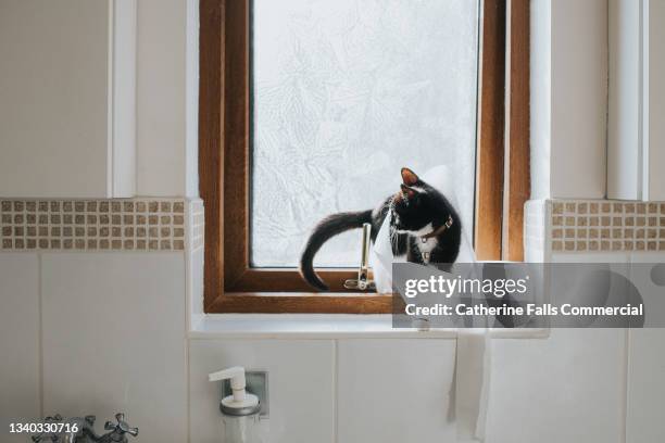 cute kitten plays with a toilet roll on a bathroom windowsill - wrapped in toilet paper ストックフォトと画像