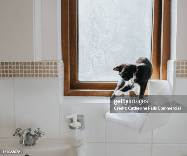 cute kitten plays with a toilet roll on a bathroom windowsill - cat pawing stock pictures, royalty-free photos & images