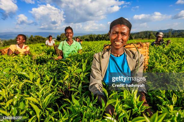 african women plucking tea leaves on plantation, east africa - village harvest stock pictures, royalty-free photos & images