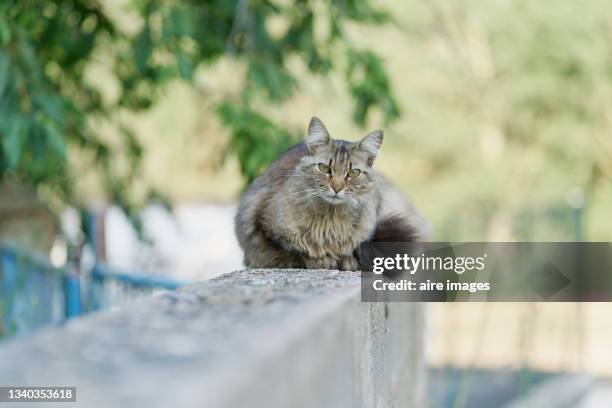 cat looking at camera while resting on a wall - cat attitude stock pictures, royalty-free photos & images