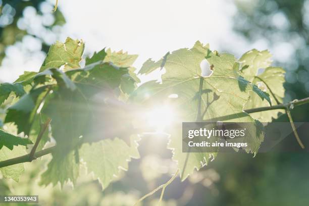 close up of maple tree green leaves against sky - cephalochordate stock pictures, royalty-free photos & images