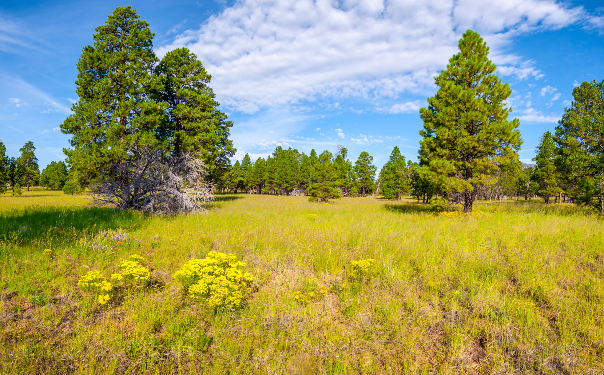 show low landscape