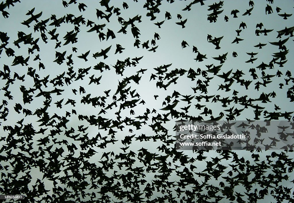 Birds flying in sky