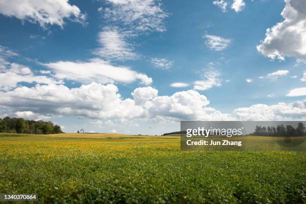 farmland in canada: vast soya bean field in early autumn under cloudy blue sky - savannah stock pictures, royalty-free photos & images