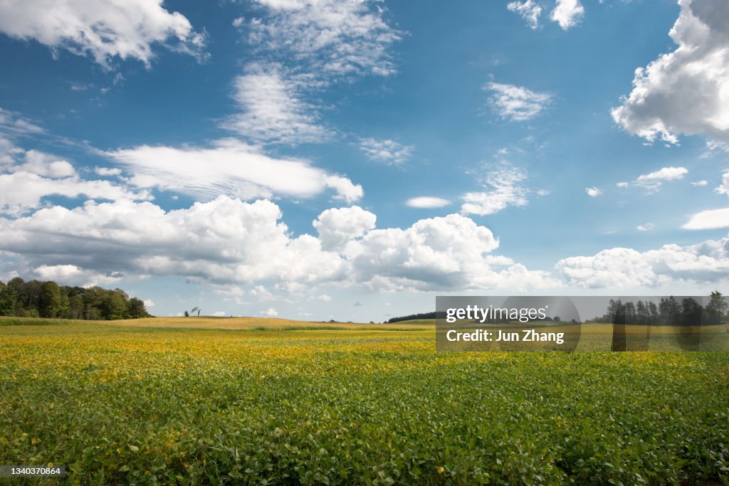 Farmland in Canada: vast soya bean field in early autumn under cloudy blue sky